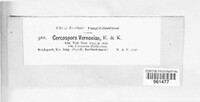 Cercospora vernoniae image